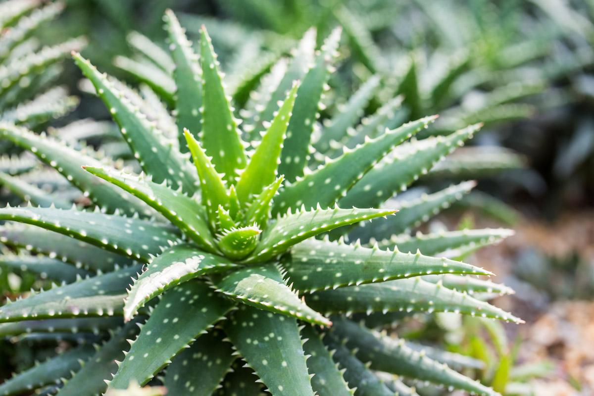 Aloe Vera Pflanze - Aloe barbadensis