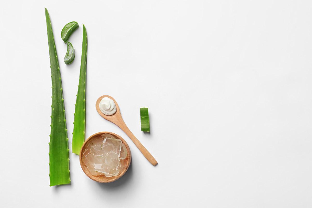 Aloe Vera Wirkung und Anwendung